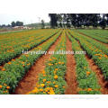 2015 F1 Hybrid Marigold Flower Seed For Ornamental Landscape Pot Cutting Flower